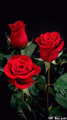 Red Roses Flowers GIF - Red Roses Flowers Bouquet - Discover & Share GIFs