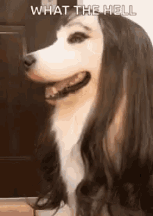 Awkward Doggo GIF - Awkward Doggo Cosplay GIFs