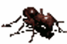 ant pixelated