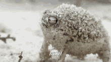 Tiny And Feirce GIF - Animals Frogs Dessert Rain Frog GIFs