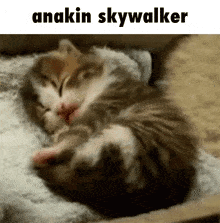 a picture of a kitten sleeping with the caption anakin skywalker above it