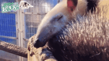 a close up of an anteater with chinese writing on the bottom right