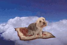 Flying Carpet GIF - Flying Carpet Yorkie GIFs