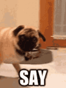 Dogs Pup GIF - Dogs Pup Puppy GIFs