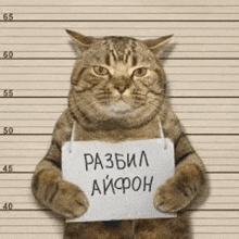 a cat holding a sign that says разбил айфон on it