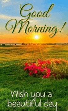 a good morning wish you a beautiful day with a field of flowers