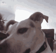 a close up of a dog 's head with a black collar