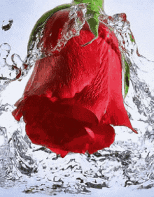 beautiful rose flower roses red rose