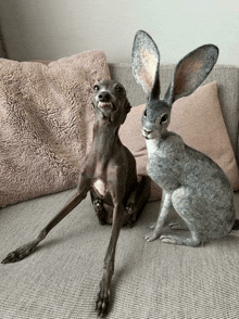 a dog and a rabbit are sitting on a couch with pillows