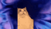 Cat Mind Blown GIF - Cat Mind Blown Shocked GIFs
