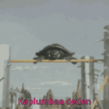Deden Kaplumbaa GIF - Deden Kaplumbaa Kaplumbağa GIFs