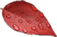 Red Leaf Water Drops GIF