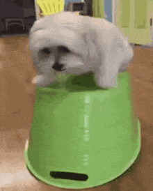 a small white dog is sitting on top of a green bucket on a table .