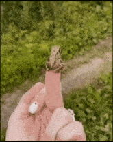 Finger Frog GIF - Finger Frog Jump GIFs