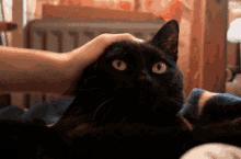 a black cat with green eyes is being petted by someone