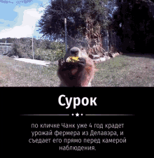 охуевшийсурок GIF - охуевшийсурок GIFs