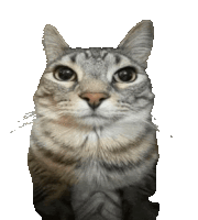 Motion Cat Transparent Sticker - Motion Cat Transparent Funny Cat Stickers