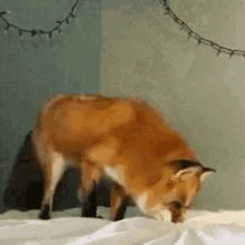 Excited Fox GIF - Excited Fox GIFs