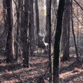 a deer stands in the middle of a dark forest