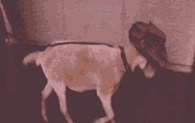 a dog wearing a hat and a leash