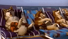 a group of husky dogs are laying on lounge chairs on the beach .