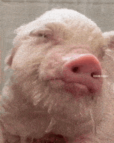 Svin свин GIF - Svin свин свинья GIFs
