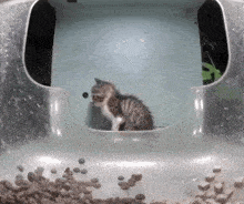 a kitten is sitting in a clear container surrounded by cat litter