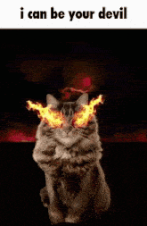 Devil Laugh Cat Meme GIF - Devil Laugh Cat Meme GIFs