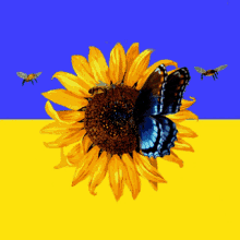 Ukraine Ukraine Flag GIF - Ukraine Ukraine Flag Ukraine Sunflower GIFs