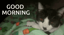 Adorable Cat GIF - Adorable Cat Good Morning GIFs