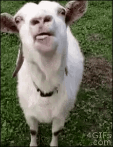 Yum Lick GIF - Yum Lick Goat GIFs
