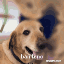 Bambino Dog GIF - Bambino Dog Toonme GIFs