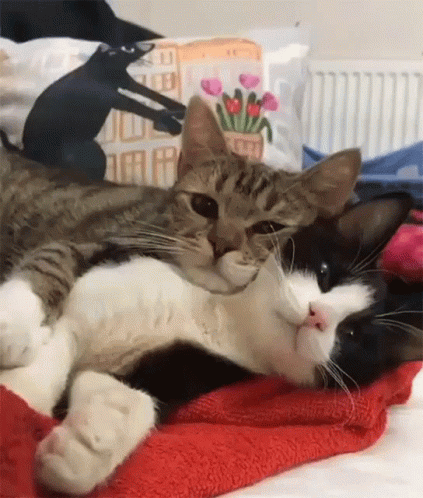 cute animals cuddling gif