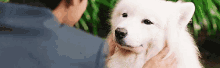 a man is petting a white dog in front of a green plant .