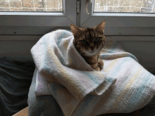 cold cat gif