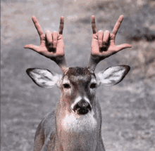 GIF