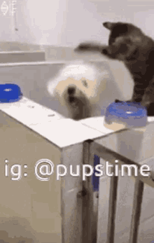 a cat and a dog are playing with each other in a bathtub .