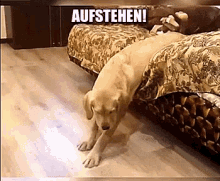 Hund Will Nicht Aufstehen GIF - Aufstehen Hund Müde GIFs