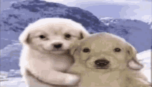 Dog Meme GIF - Dog Meme Edit GIFs
