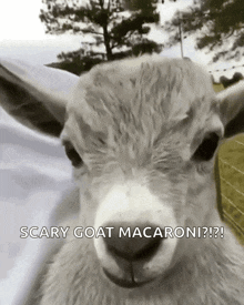 a close up of a goat with the words scary goat macaroni on it