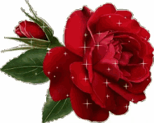 Buenos Dias GIF - Buenos Dias Red Rose GIFs