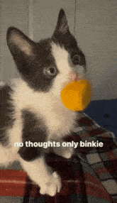 No Thoughts Binkie GIF - No Thoughts Binkie Cute Baby Cat GIFs