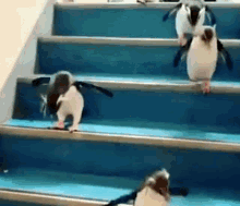 Penguins Stairs GIF - Penguins Penguin Stairs GIFs