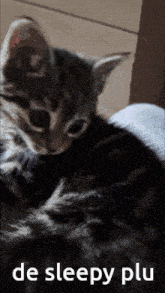 a picture of a kitten with the words de sleepy plu on the bottom