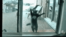 Funny Aninals Cats GIF - Funny Aninals Cats Jumping GIFs