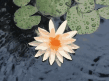 Aesthetic Flower GIF - Aesthetic Flower Raining GIFs