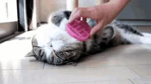 pampered spoiled cat massage cute cat
