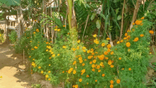 a row of plants with yellow flowers and green leaves in a garden