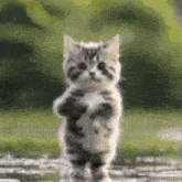 a kitten is standing on its hind legs in the grass .
