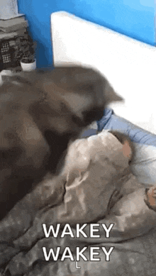 Good Morning Wake Up GIF - Good Morning Wake Up Get Up GIFs